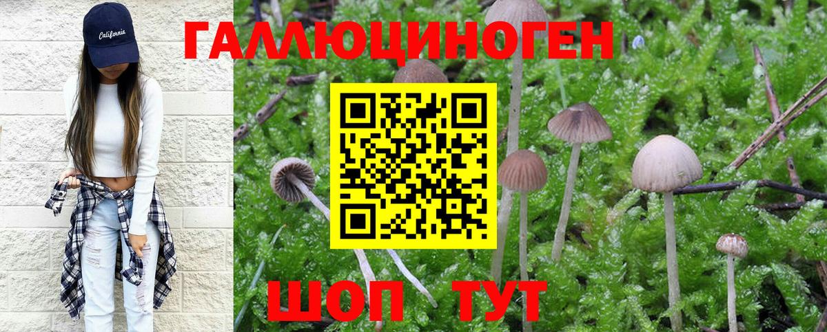 Псилоцибиновые грибы Cubensis Балашов
